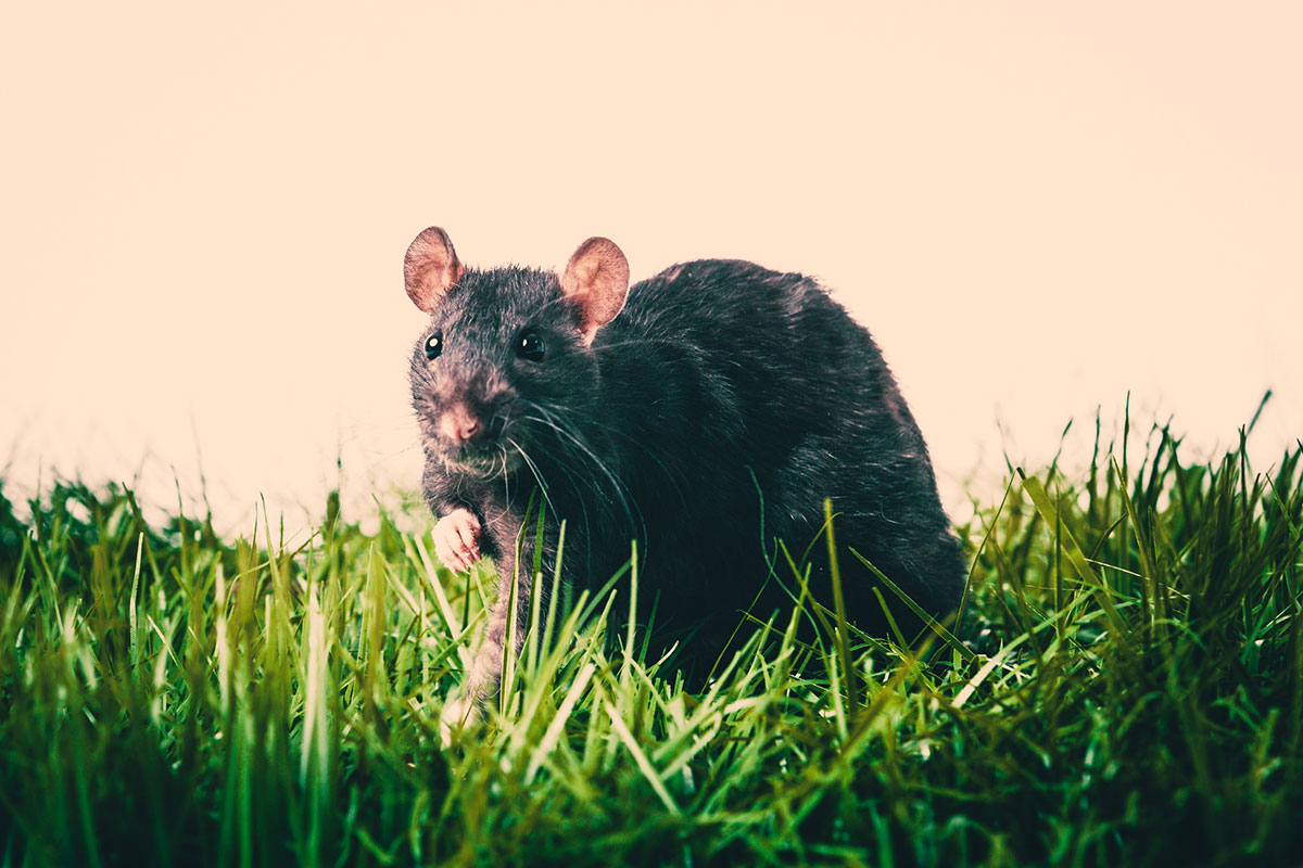 Věci, které na zahradě přitahují potkany
